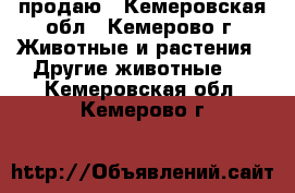 продаю - Кемеровская обл., Кемерово г. Животные и растения » Другие животные   . Кемеровская обл.,Кемерово г.